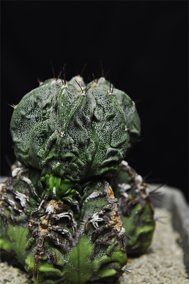 DSC_0054