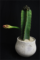 Q7653_main